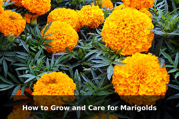 How to Grow and Care for Marigolds