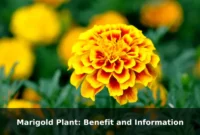 Marigold Plant: Benefit and Information