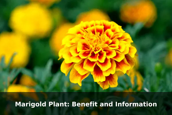 Marigold Plant: Benefit and Information