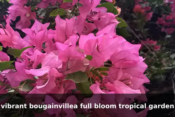 vibrant bougainvillea full bloom tropical garden