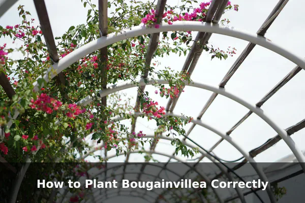 How to Plant Bougainvillea Correctly