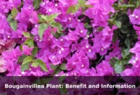 Bougainvillea Plant: Benefit and Information