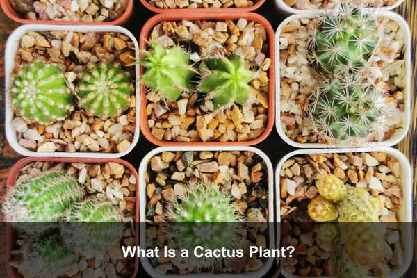 What Is a Cactus Plant?