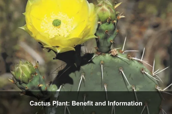 Cactus Plant: Benefit and Information