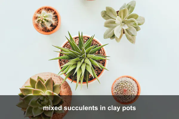 mixed succulents in clay pots