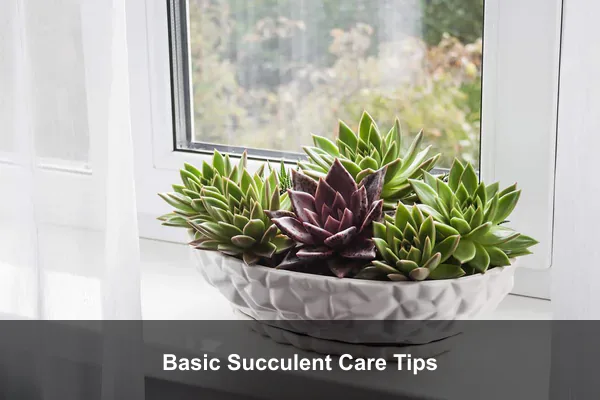 Basic Succulent Care Tips