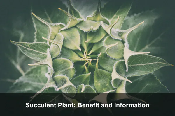 Succulent Plant: Benefit and Information