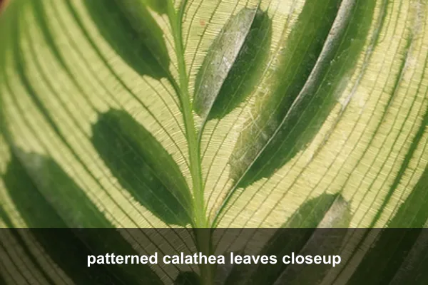 patterned calathea leaves closeup