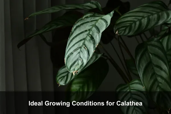 Ideal Growing Conditions for Calathea