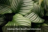Calathea Plant: Benefit and Information
