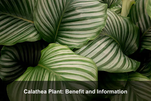 Calathea Plant: Benefit and Information