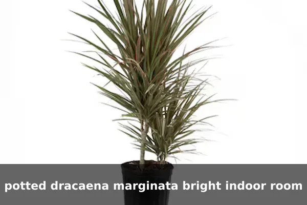 potted dracaena marginata bright indoor room