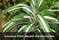 Dracaena Plant: Benefit and Information