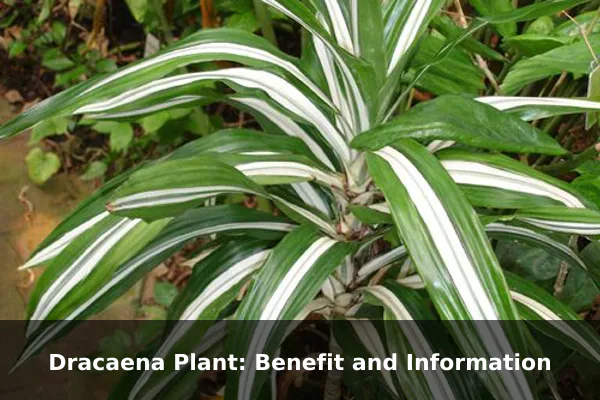 Dracaena Plant: Benefit and Information
