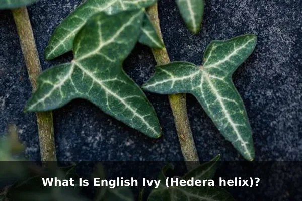 What Is English Ivy (Hedera helix)?