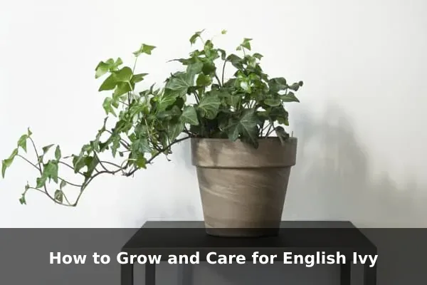 How to Grow and Care for English Ivy