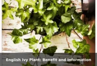 English Ivy Plant: Benefit and Information