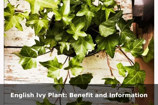 English Ivy Plant: Benefit and Information