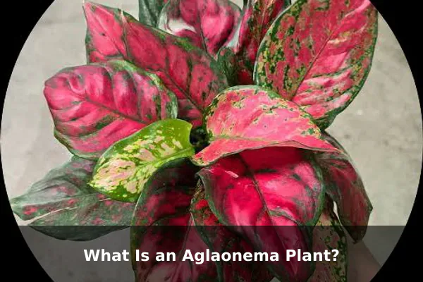 What Is an Aglaonema Plant?