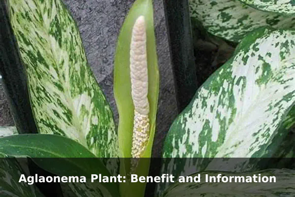 Aglaonema Plant: Benefit and Information