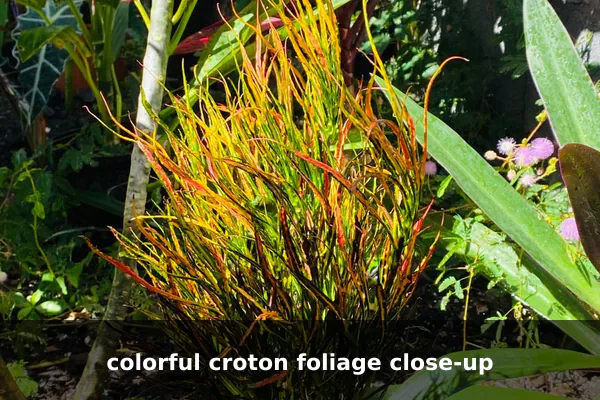colorful croton foliage close-up