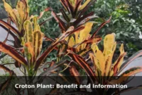 Croton Plant: Benefit and Information