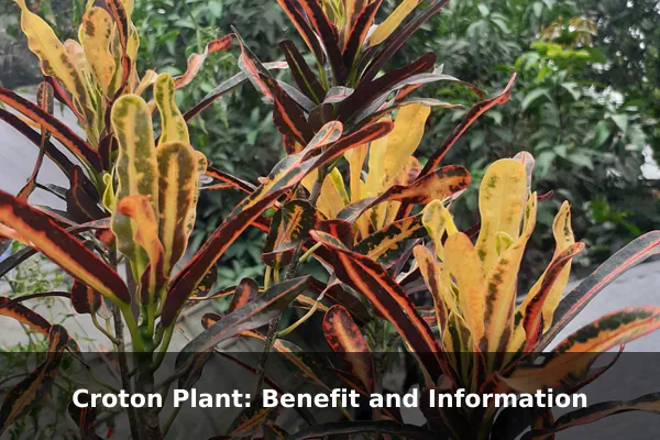Croton Plant: Benefit and Information
