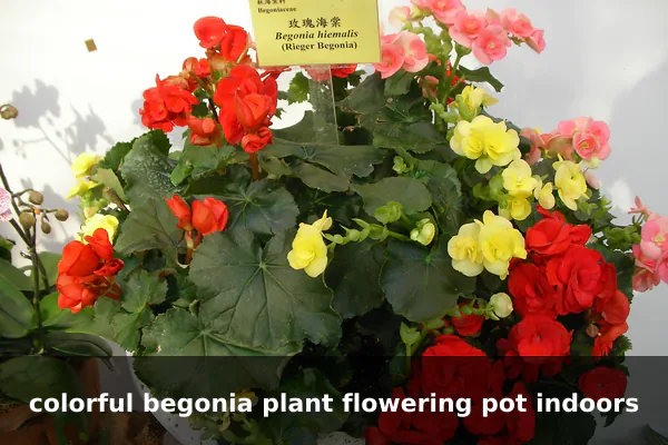 colorful begonia plant flowering pot indoors