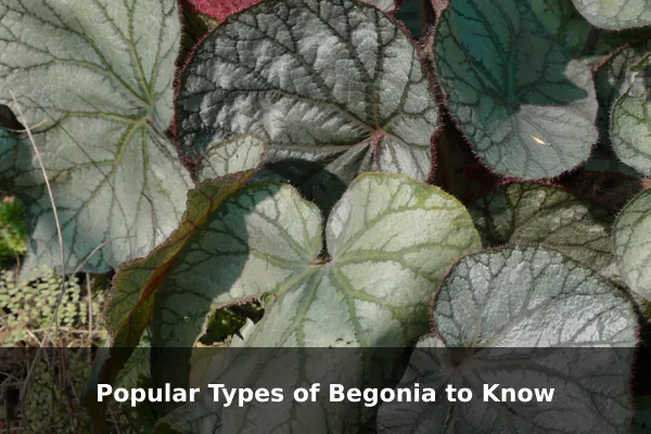 Popular Types of Begonia to Know