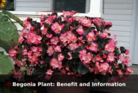 Begonia Plant: Benefit and Information