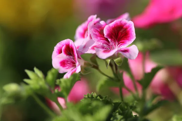 What Is a Geranium Plant?