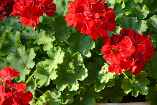 How to Care for a Geranium Plant