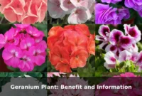 Geranium Plant: Benefit and Information