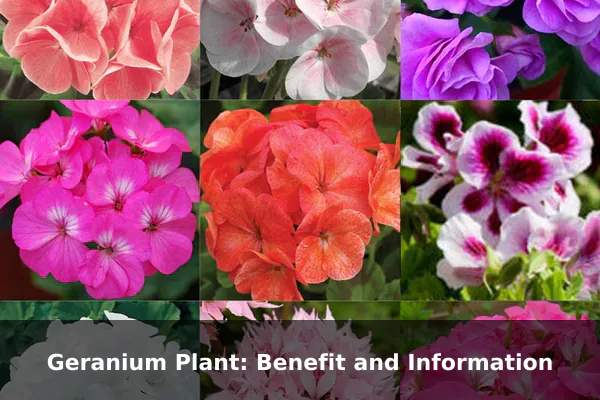 Geranium Plant: Benefit and Information