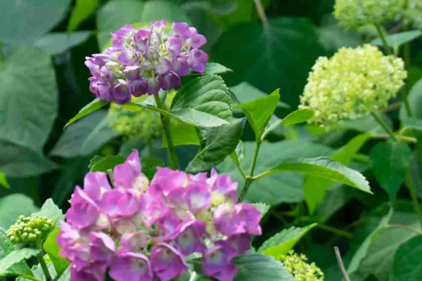 What Is a Hydrangea Plant?