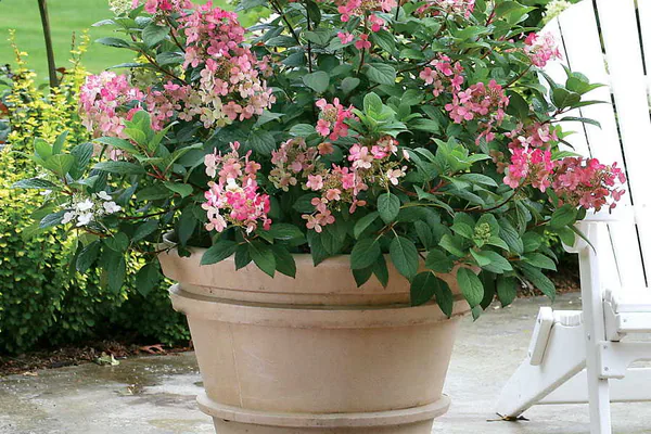 How to Care for a Hydrangea Plant