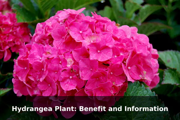 Hydrangea Plant: Benefit and Information