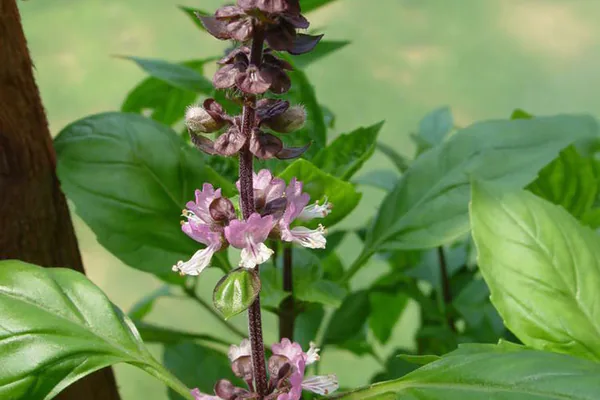 What Is the Tulsi Plant?