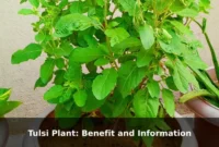 Tulsi Plant: Benefit and Information
