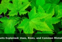 Plants Explained: Uses, Risks, and Common Mistakes