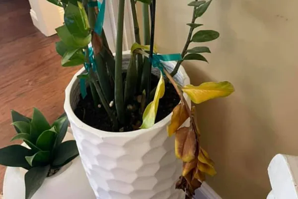 Overwatering: The Most Common Plant-Killing Habit