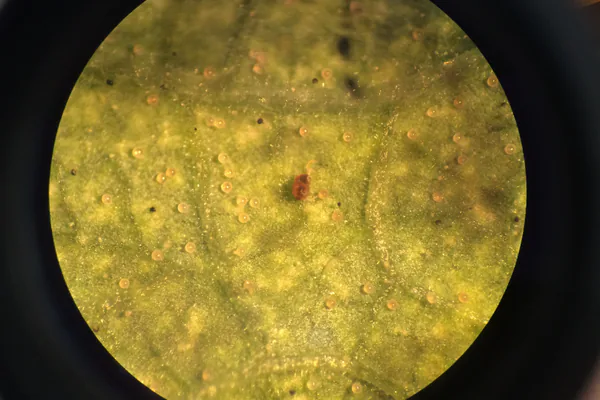 Missing Early Signs of Pests and Disease