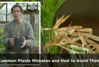 Common Plants Mistakes and How to Avoid Them Common Plants Mistakes and How to Avoid Them
