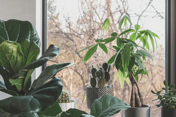 Start With the Right Plant for the Space
