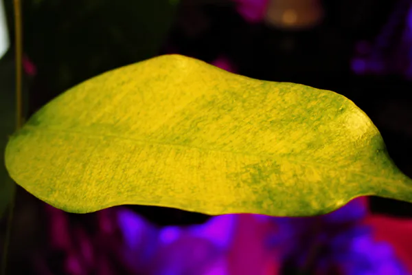 Feed and Prune With a Light Touch