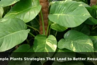 Simple Plants Strategies That Lead to Better Results Simple Plants Strategies That Lead to Better Results