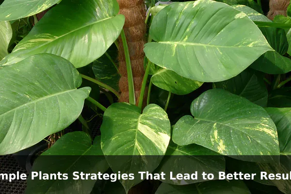 Simple Plants Strategies That Lead to Better Results