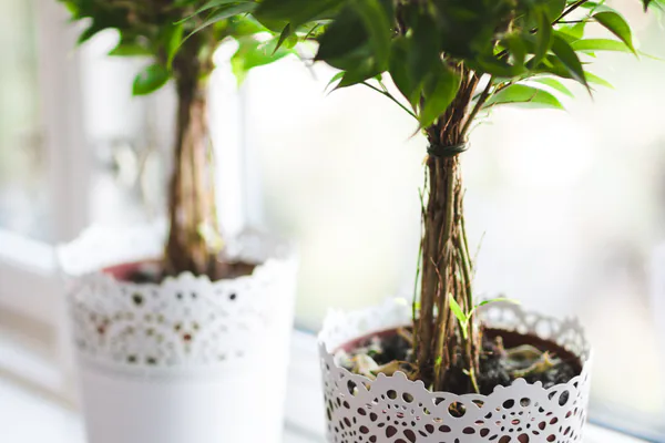 Plants Need Light More Than Most Beginners Realize