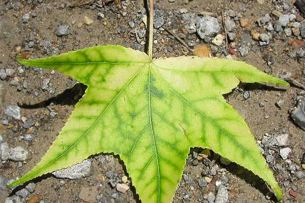 Leaves Give Clear Signals When Something Is Wrong