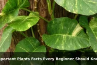 Important Plants Facts Every Beginner Should Know